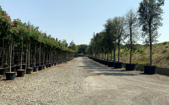 Rows of container-grown trees along a gravel nursery road