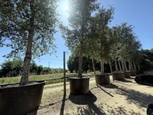¿Qué plantas sobrevivirán al clima que viene?