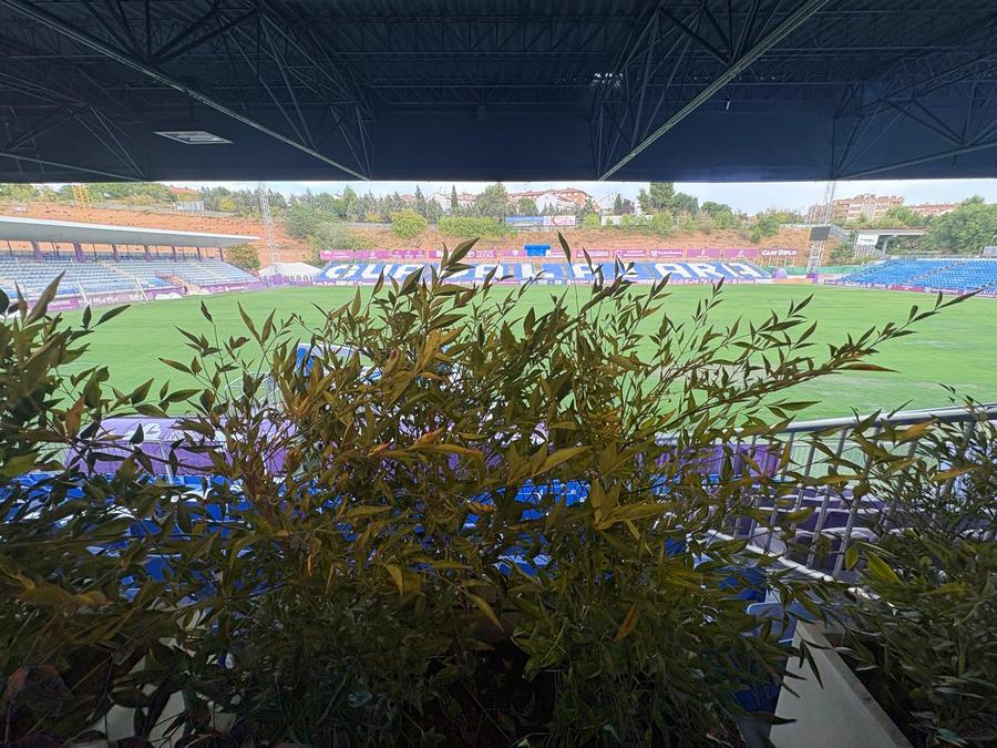 La nandina en primer plano con el terreno de juego al fondo