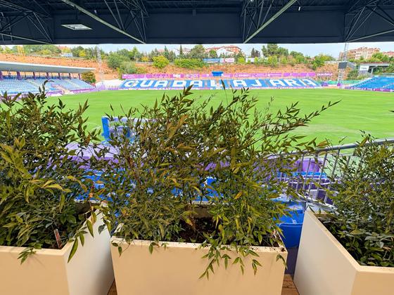 Vegetación en el frente del palco sobre el graderío